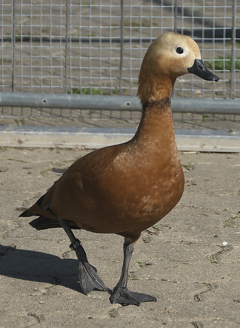 对于